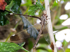 Ascalobyas albistigma