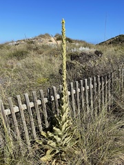 Verbascum litigiosum