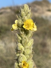 Verbascum litigiosum