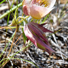 Calochortus coxii