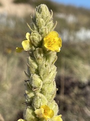 Verbascum litigiosum