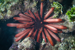 Heterocentrotus mamillatus