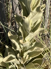 Verbascum litigiosum