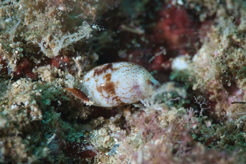 Cypraea fimbriata observed 2022-06-26