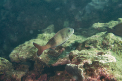 Parupeneus insularis