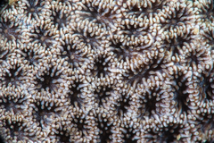 Leptastrea transversa