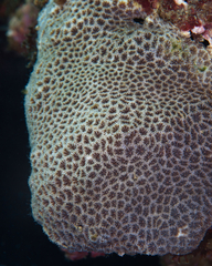 Leptastrea transversa