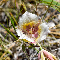 Calochortus coxii