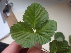 Rubus arcticus acaulis