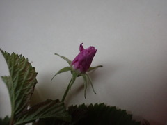 Rubus arcticus acaulis