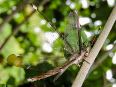 Ascalobyas albistigma