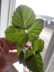 Rubus arcticus acaulis