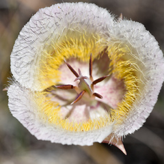 Calochortus coxii