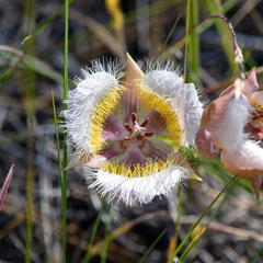Calochortus coxii