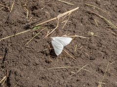 Lithostege farinata