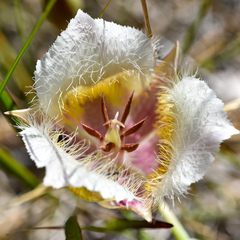 Calochortus coxii