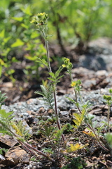 Potentilla conferta