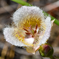 Calochortus coxii
