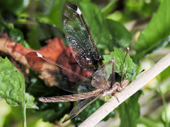 Ascalobyas albistigma