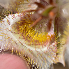 Calochortus coxii