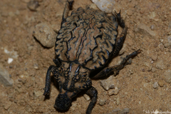 Brachycerus barbarus