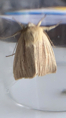 Mythimna pallens