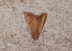 Anomis illita