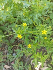 Potentilla paradoxa