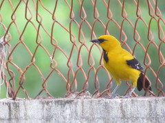 Icterus nigrogularis