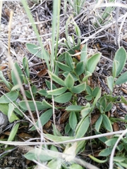 Oxytropis triphylla