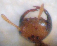 Odontofroggatia galili