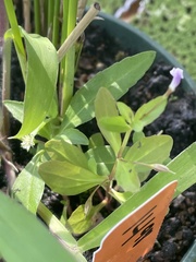 Lindernia anagallidea