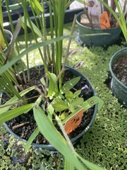 Lindernia anagallidea