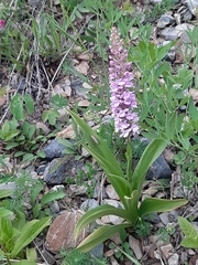 Gymnadenia densiflora