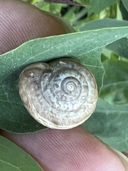 Euomphalia strigella