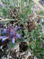 Dracocephalum pinnatum