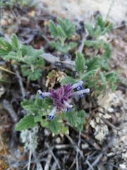 Dracocephalum pinnatum