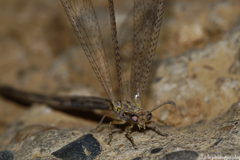 Macronemurus