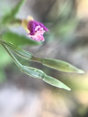 Oenothera rosea