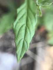 Oenothera rosea