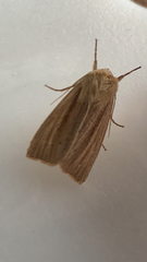 Mythimna pallens