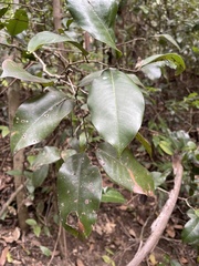 Mischocarpus pyriformis