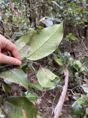 Mischocarpus pyriformis