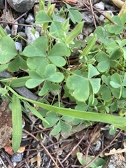 Oxalis corniculata