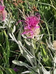 Centaurea nervosa