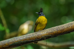 Rubigula flaviventris negatus