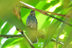 Cyornis unicolor unicolor