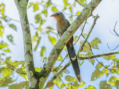 Zanclostomus javanicus