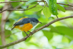 Dicaeum trigonostigma rubropygium