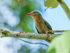 Zanclostomus javanicus
